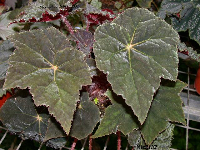 B. ‘Shadowland’
